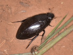 Hydrophilus triangularis