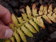 Polystichum andersonii