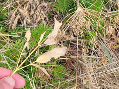 Lomatium nudicaule