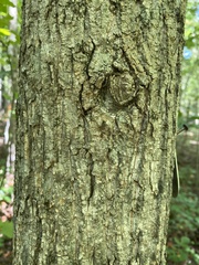 Quercus hemisphaerica