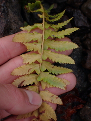 Polystichum andersonii