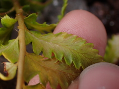 Polystichum andersonii
