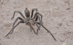 Grammostola