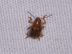Paria