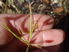 Fimbristylis annua