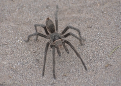 Grammostola