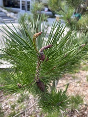 Pinus contorta