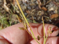 Fimbristylis annua