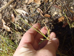 Fimbristylis annua