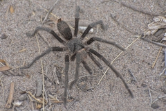 Grammostola