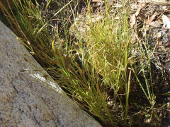 Fimbristylis annua