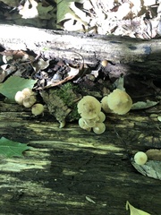 Mycena galericulata