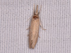 Eoreuma densellus