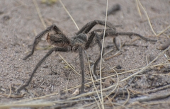 Grammostola
