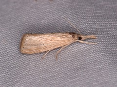 Eoreuma densellus