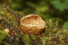 Nidularia deformis