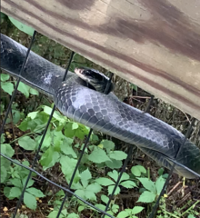 Coluber constrictor constrictor