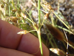 Fimbristylis annua