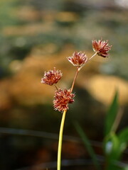 Juncus ensifolius