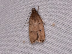 Psilocorsis quercicella