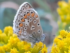Polyommatus icarus