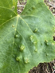 Colomerus vitis