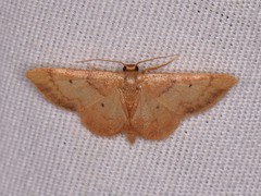 Idaea demissaria