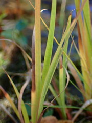 Juncus ensifolius