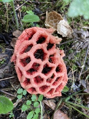 Clathrus ruber