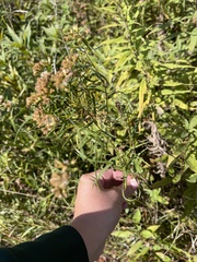 Euthamia graminifolia