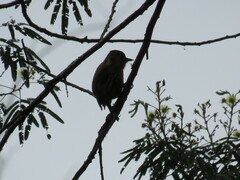 Picumnus nebulosus