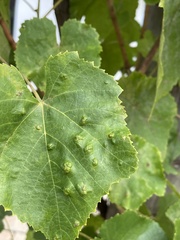 Colomerus vitis