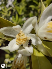 Trogoderma argentina