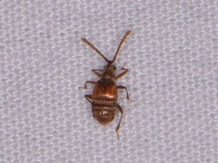 Atinus monilicornis