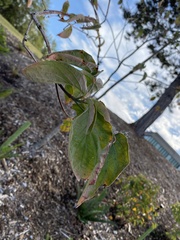 Cornus nuttallii