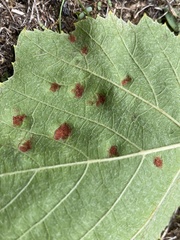 Colomerus vitis