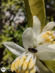 Trogoderma argentina