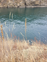 Toxicoscordion venenosum