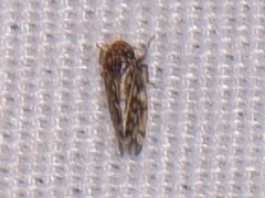 Xestocephalus