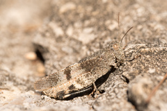 Oedipoda germanica