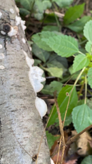 Trametes conchifer