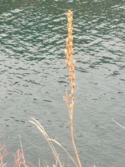 Toxicoscordion venenosum