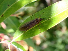 Limnephilidae