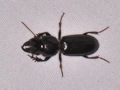 Scarites subterraneus