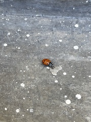 Hippodamia convergens