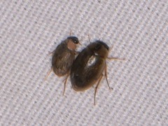 Berosus
