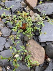 Bidens frondosa