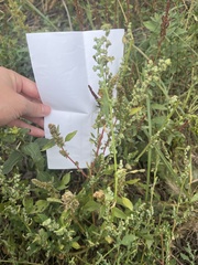 Amaranthus retroflexus