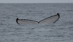 Megaptera novaeangliae australis