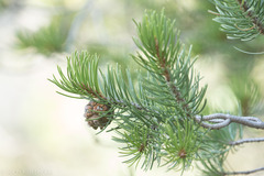 Pinus cembroides